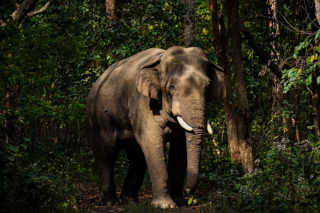 A wild tusker elephant in the forest at Bardiya National Park
