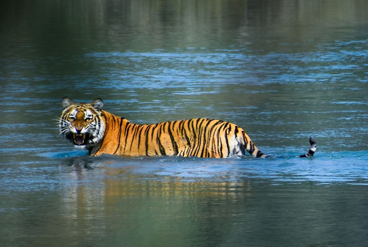 A Royal Bengal tiger wading through a river in Bardiya National Park