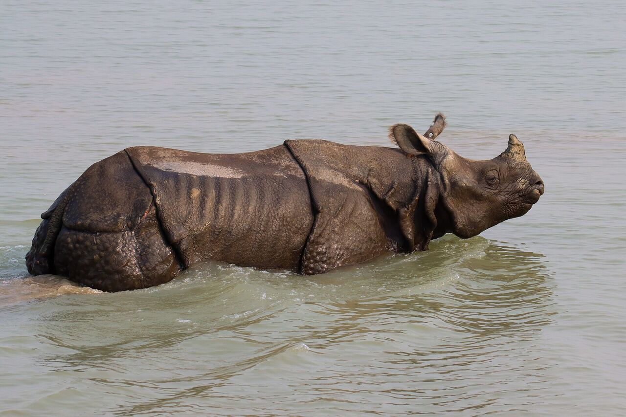 A greater one-horned rhinoceros wading in a river at Bardiya National Park