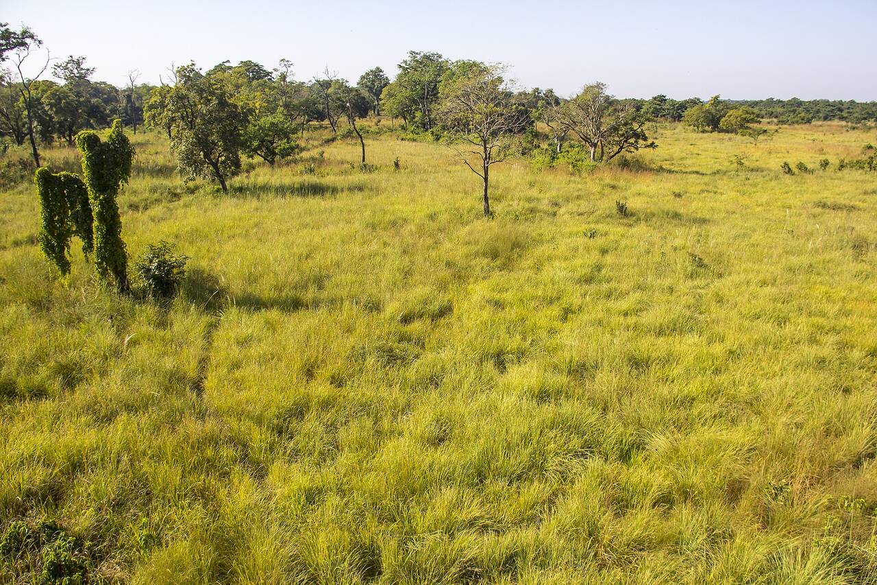 Open grassland dotted with trees in Bardiya National Park