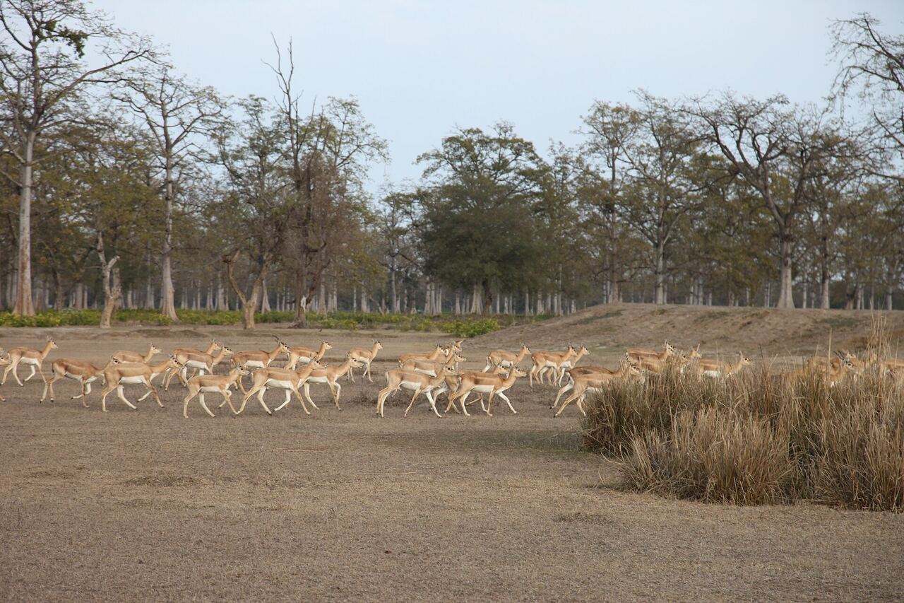 A herd of blackbuck crossing open ground in Bardiya