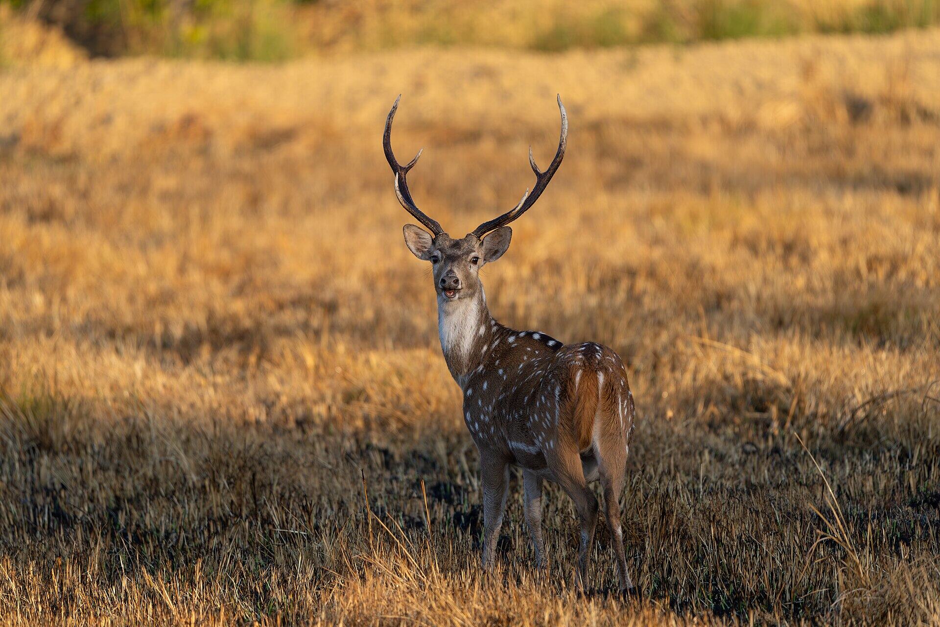Bardia National Park