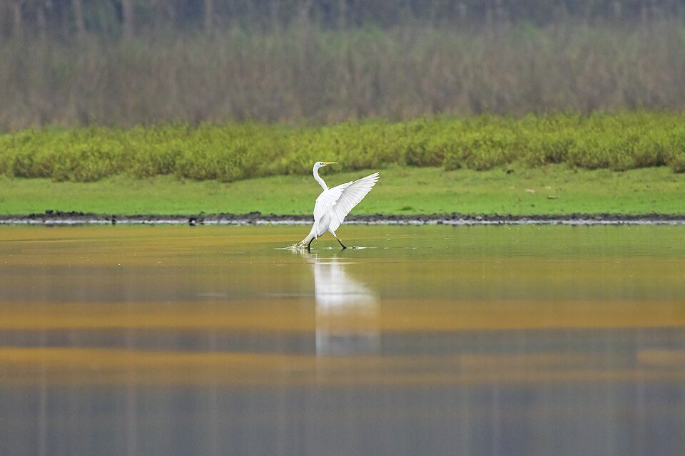 An egret taking off over a wetland in Chitwan