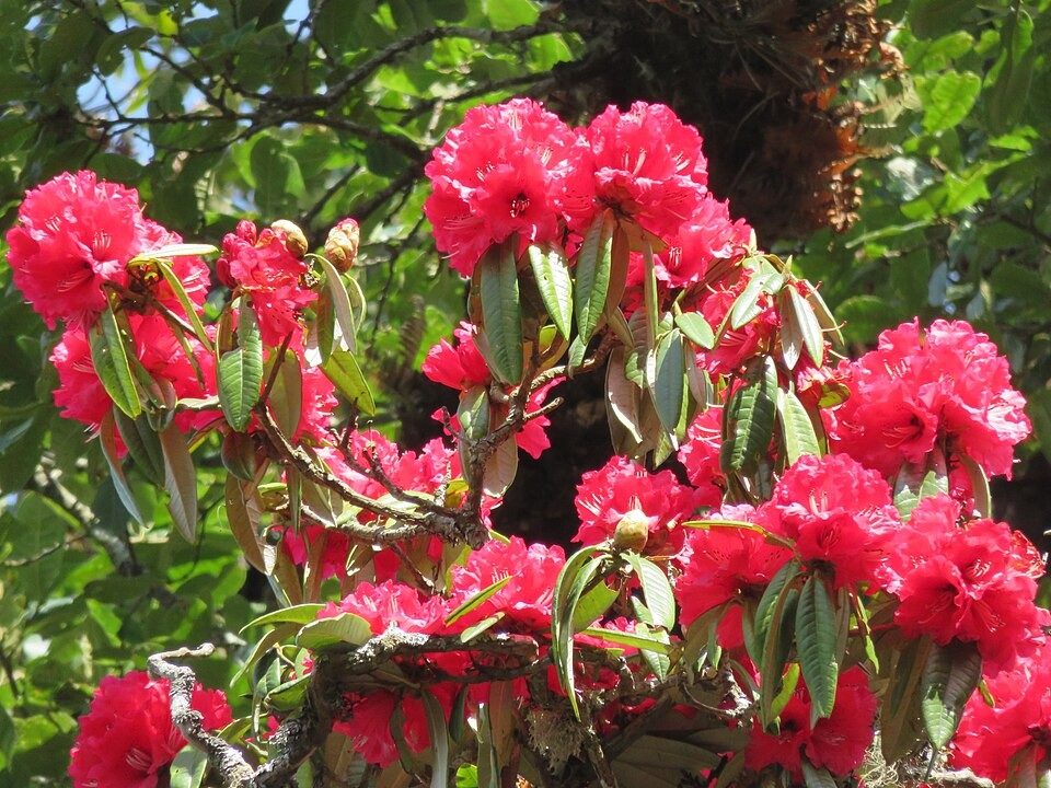 Rhododendron in bloom on the slopes of Phulchoki
