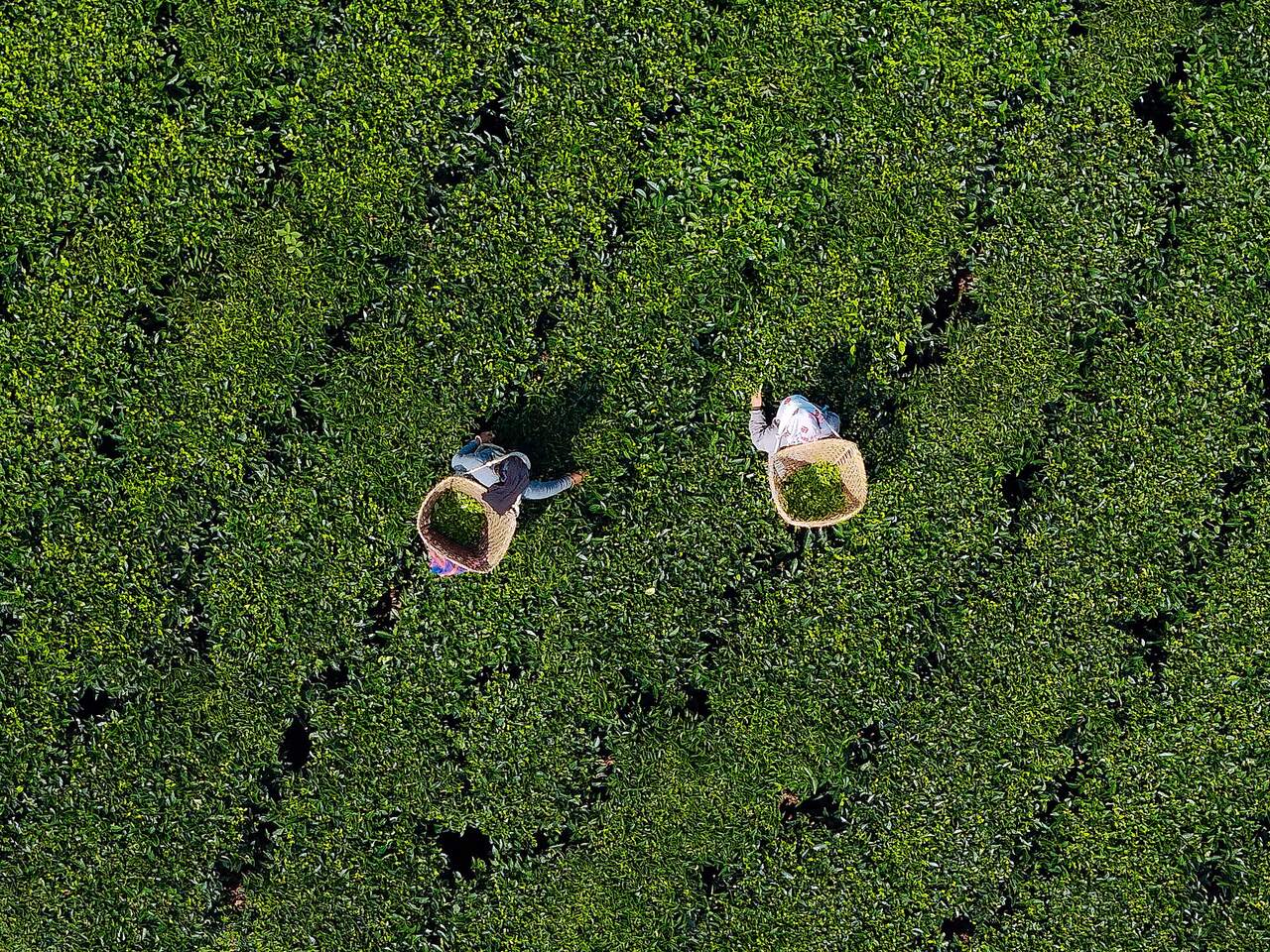 An aerial view of two tea pickers with baskets among tea bushes in Ilam