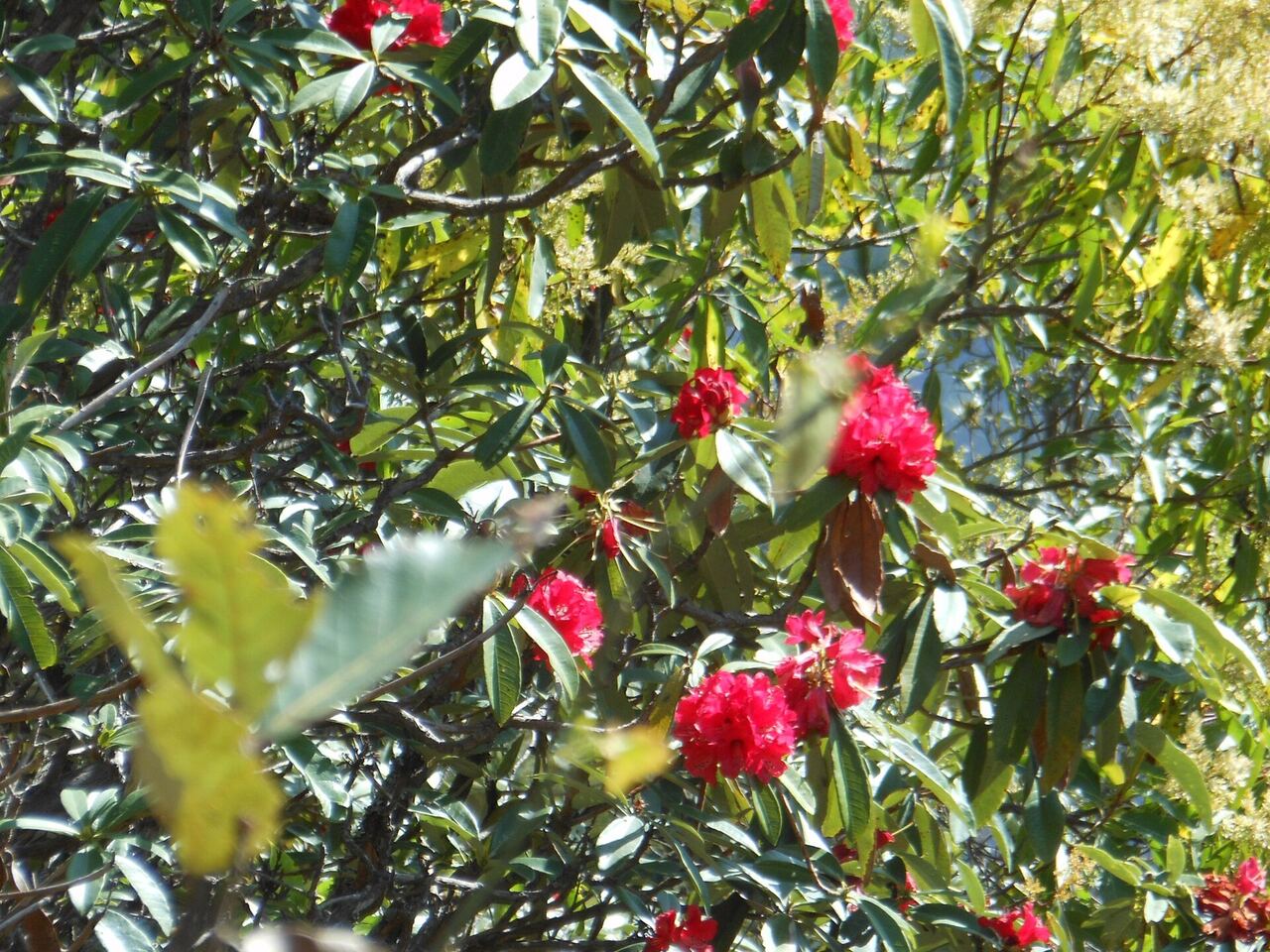 Red rhododendron flowers in bloom at Antu Danda