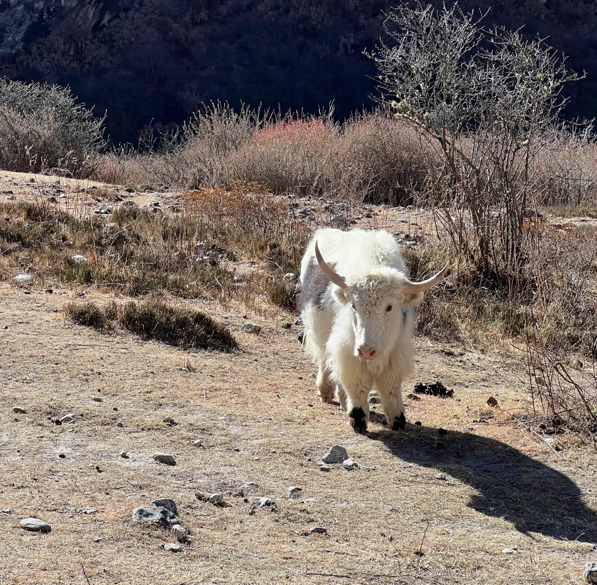 Langtang 21