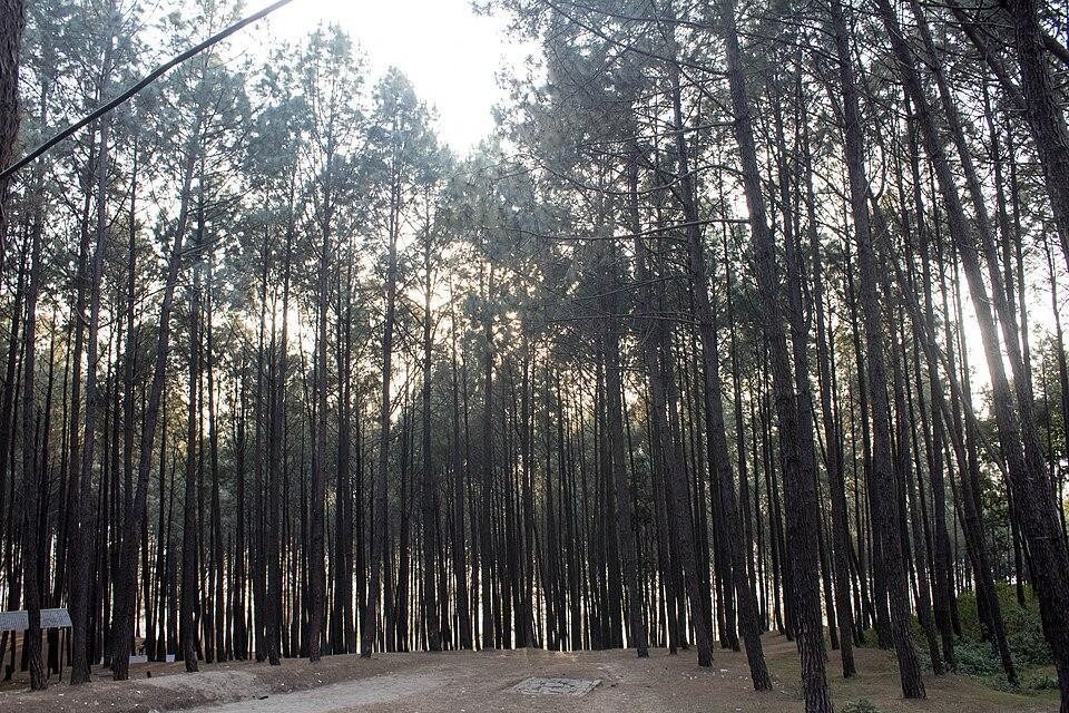 Pine forest trail descending from Nagarkot